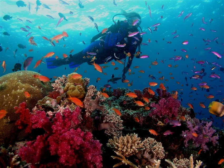 Yok Olmadan Gitmeniz Gereken 10 Yer Büyük Set Resifi'nde Dalış
