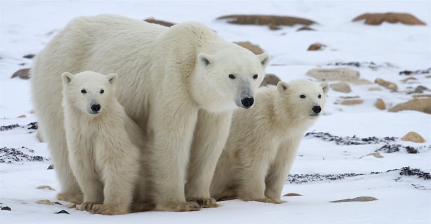 Yok Olmadan Gitmeniz Gereken 10 Yer Kuzey Kutup Ayıları