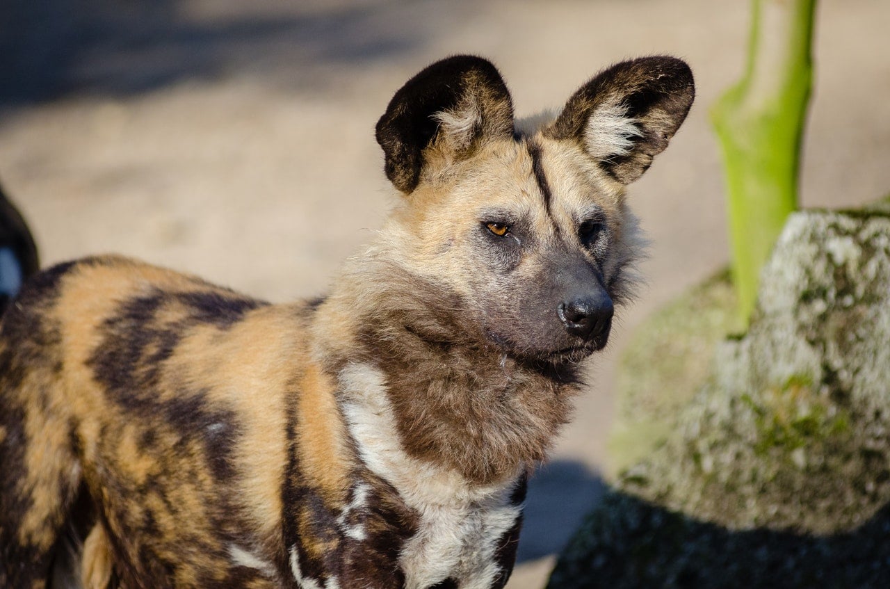 Güney Afrika'nın Hayvanları Afrika Yaban Köpeği