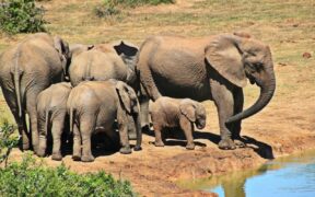 Güney Afrika'nın Hayvanları Fil