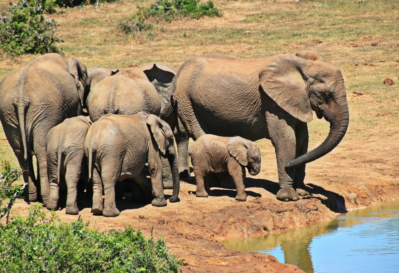 Güney Afrika'nın Hayvanları Fil