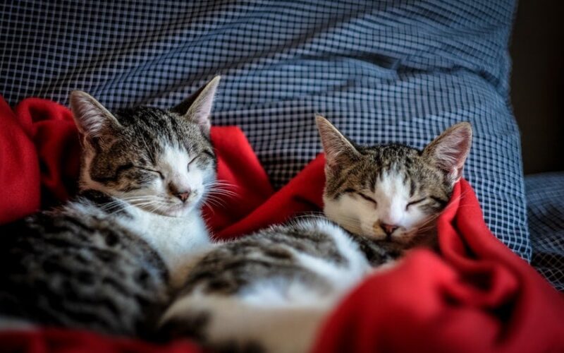 Amsterdam’da Yüzen Kedi Barınağı