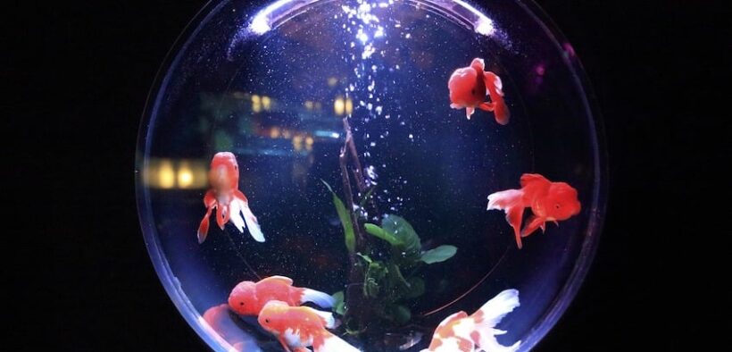 Belçika'da Gecelik Japon Balığı Kiralayabileceğiniz Otel