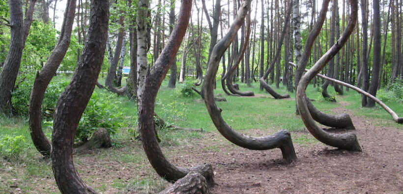 Krzywy Las Polonya Çarpık Orman