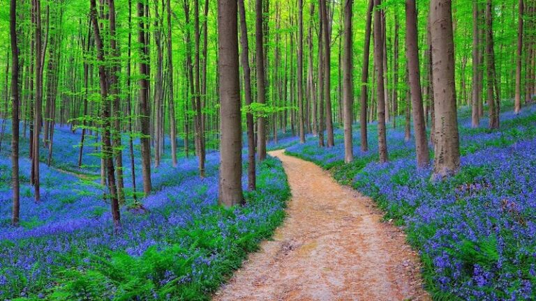belgian blue forest