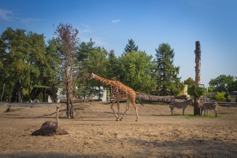 Wrocław Hayvanat Bahçesi