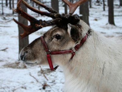 Lapland’ın karlı manzarasında boynuzlu beyaz ren geyiği