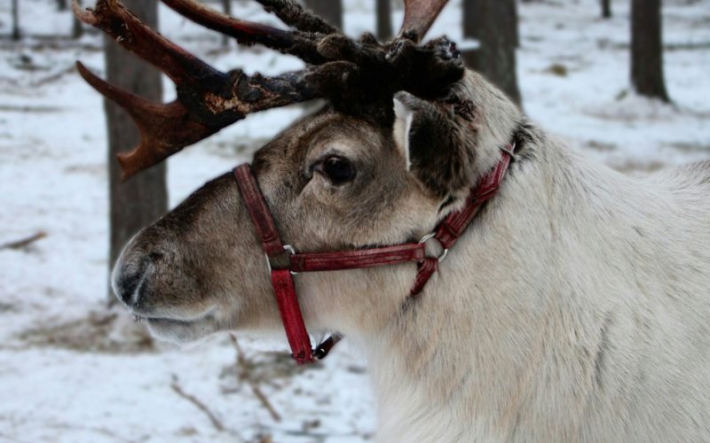 Lapland’ın karlı manzarasında boynuzlu beyaz ren geyiği
