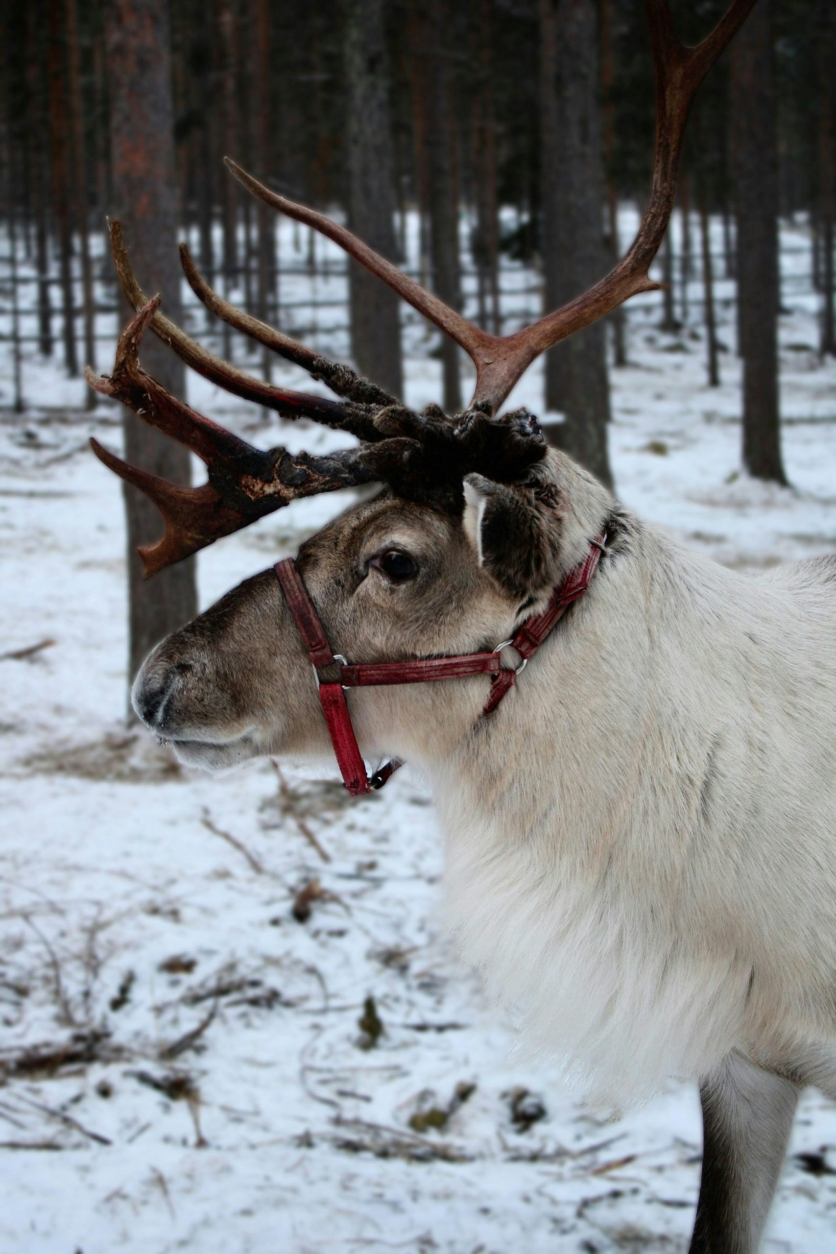Lapland’ın karlı manzarasında boynuzlu beyaz ren geyiği