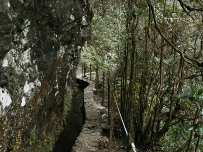 Madeira’nın yeşil ormanında kayalık duvarın yanında uzanan dar levada patikası
