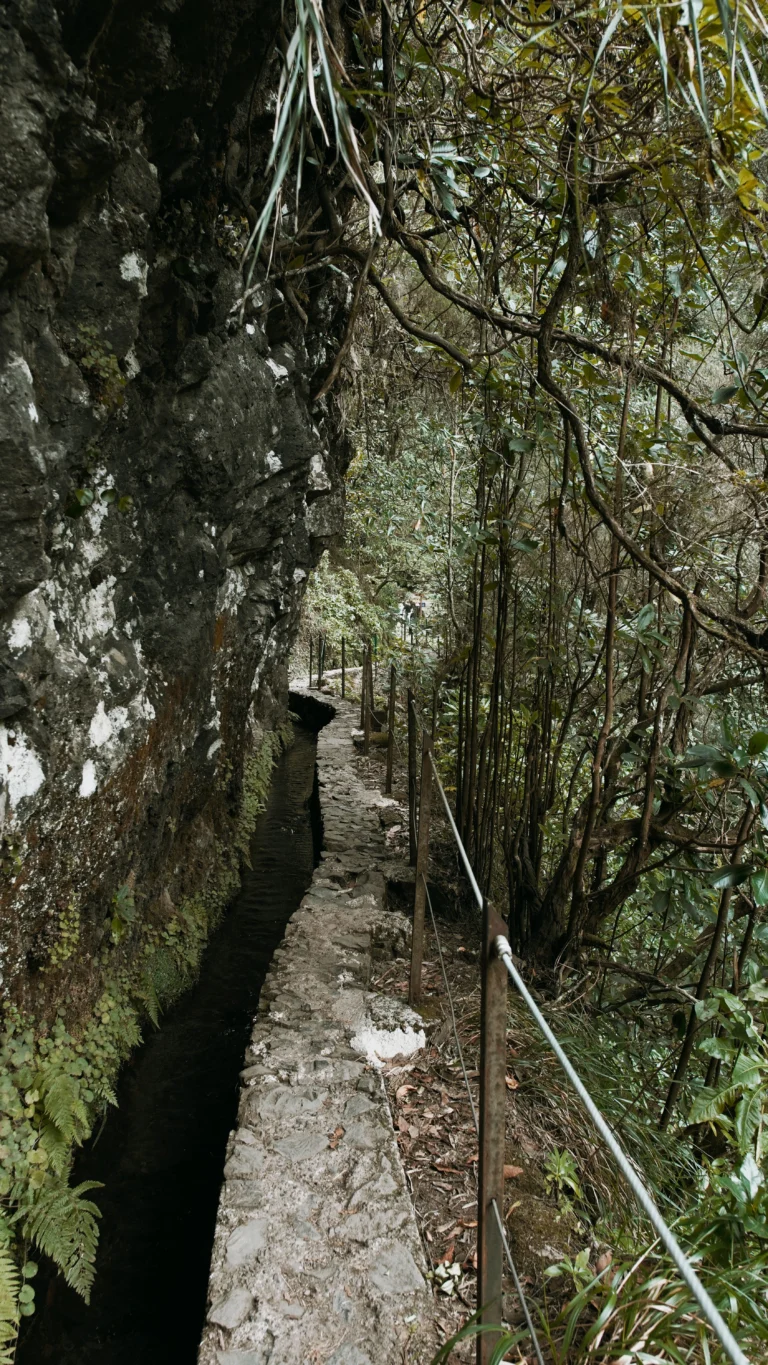 Madeira’nın yeşil ormanında kayalık duvarın yanında uzanan dar levada patikası
