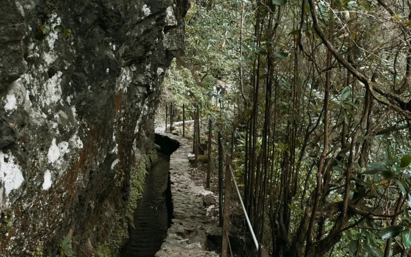 Madeira’nın yeşil ormanında kayalık duvarın yanında uzanan dar levada patikası