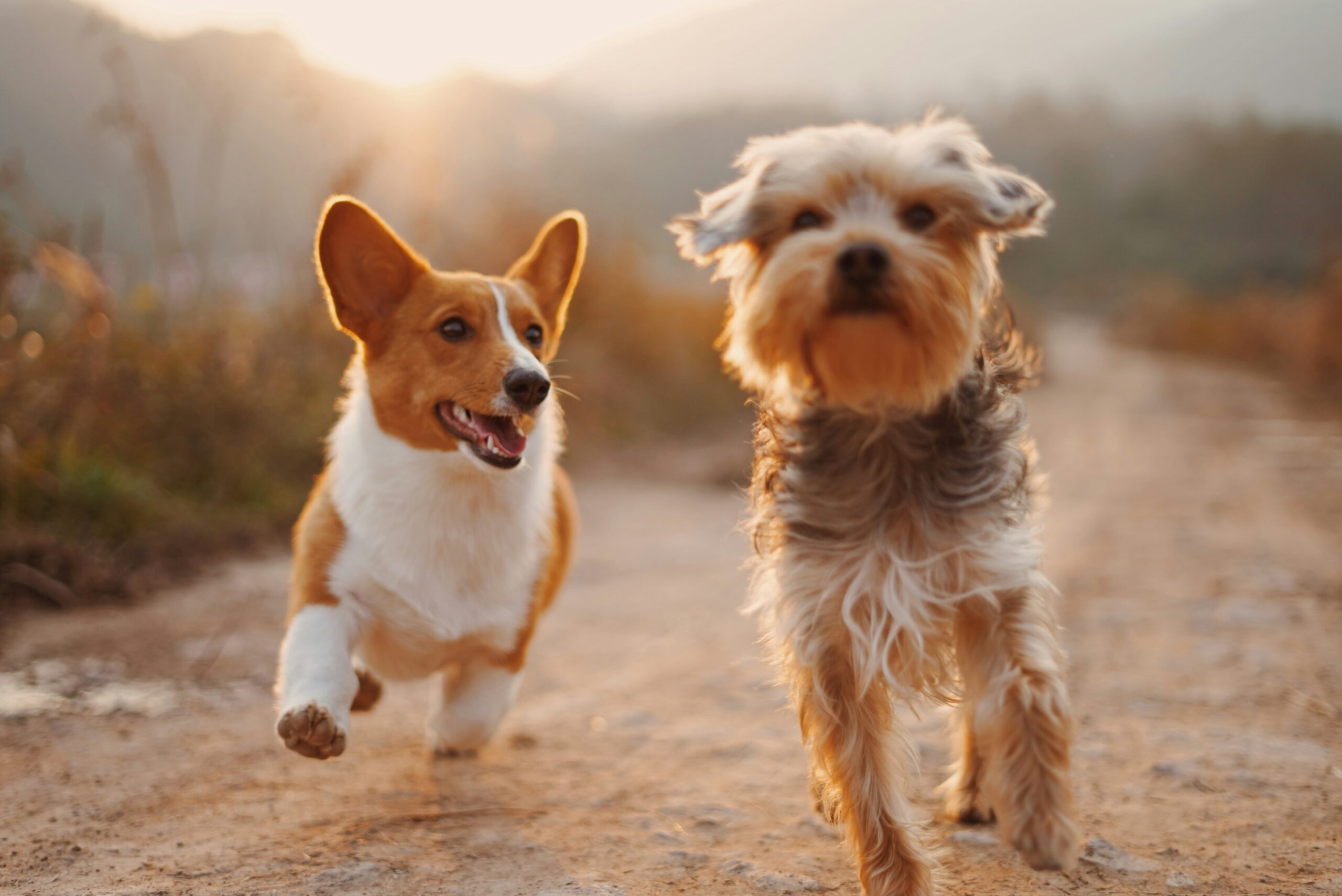 Birlikte yürüyen iki köpek