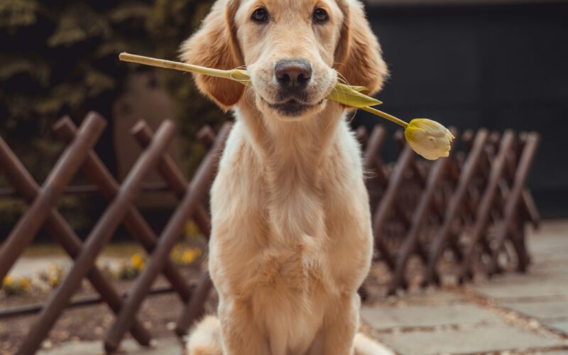 Açık havada kameraya bakan golden retriever